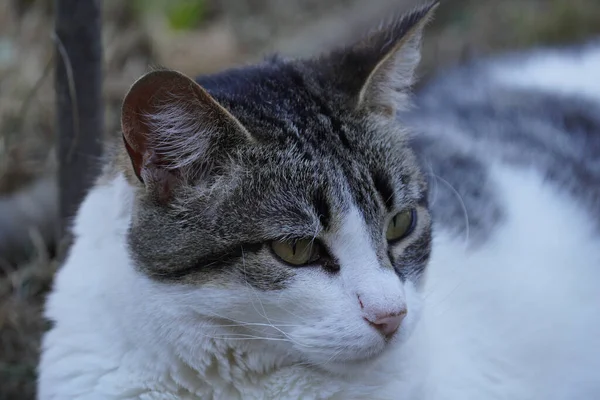 Katze Auf Der Straße — Stockfoto