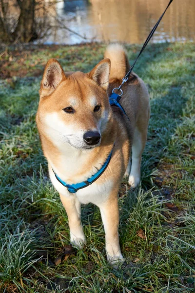 Chien Dans Parc Animal — Photo