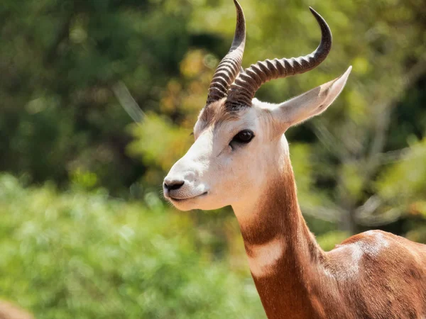 Een Close Shot Van Een Mooie Afrikaanse Antilope — Stockfoto