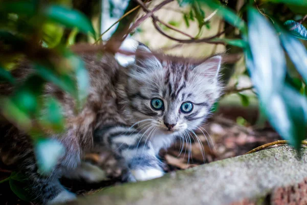 Chat Mignon Dans Jardin — Photo