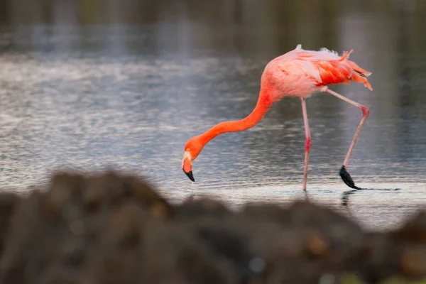 Roze Flamingo Phoenicopterus Ruber Het Water Een Rode Snavel Een — Stockfoto