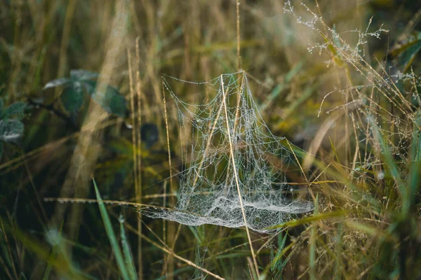 Toile Araignée Sur Herbe — Photo