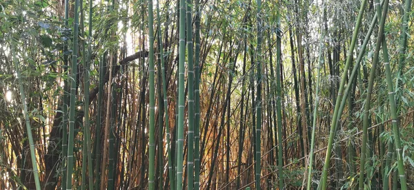 Бамбуковый Лес Утром — стоковое фото