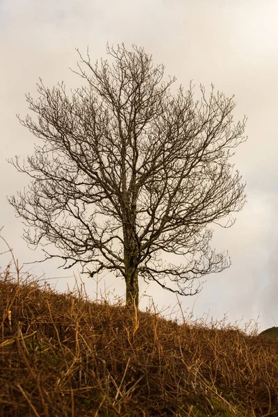 Boomtakken Het Bos — Stockfoto