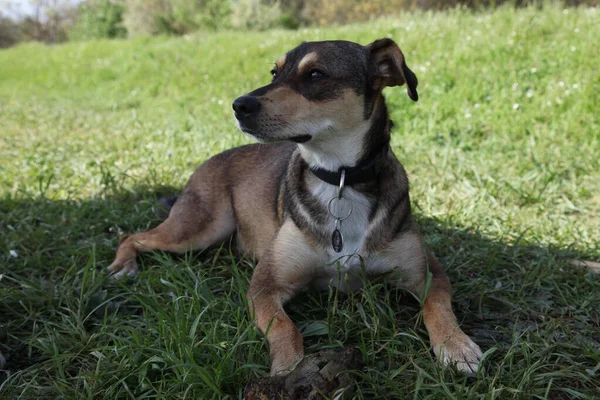 Över Hund Spelar Utomhus — Stockfoto