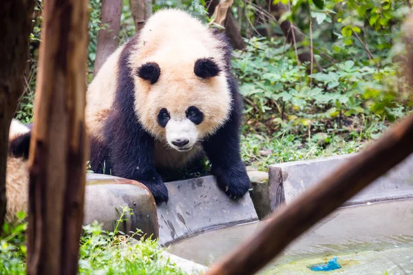 Jättepanda Skogen — Stockfoto