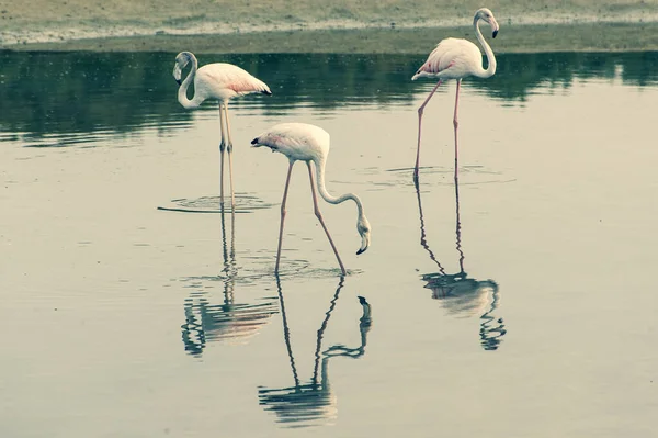 Belos Flamingos Rosa Água — Fotografia de Stock