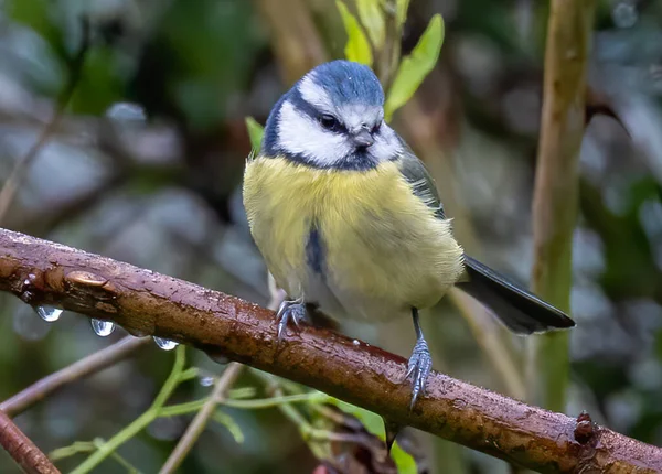 Bird Branch Tree — Stock Photo, Image