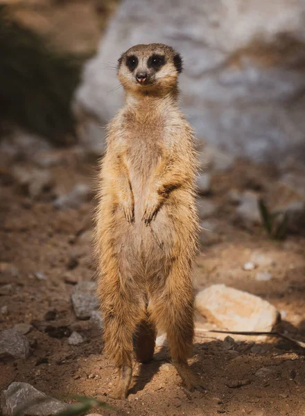 Suricata Zoológico —  Fotos de Stock