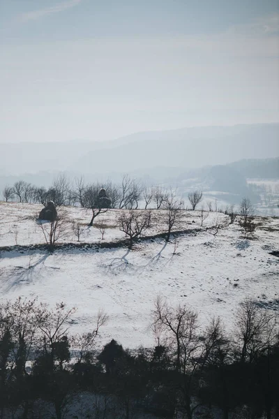 美丽的风景 有一棵树和雪 — 图库照片