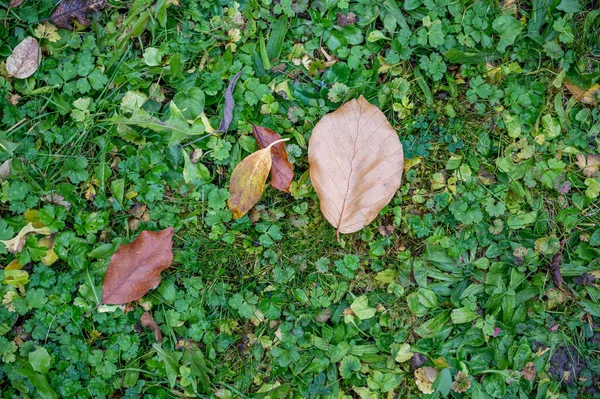 Herfstbladeren Grond — Stockfoto