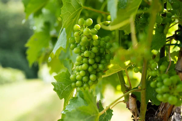 Ripe Grapes Vine — Stock Photo, Image