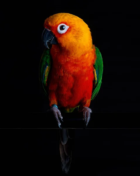 Vackra Papegojan Svart Bakgrund — Stockfoto
