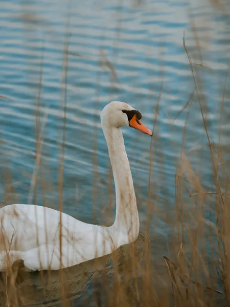 Hermoso Cisne Blanco Lago — Foto de Stock