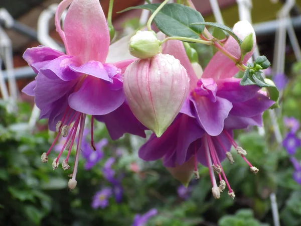 Krásné Barevné Květy Rostoucí Zahradě — Stock fotografie