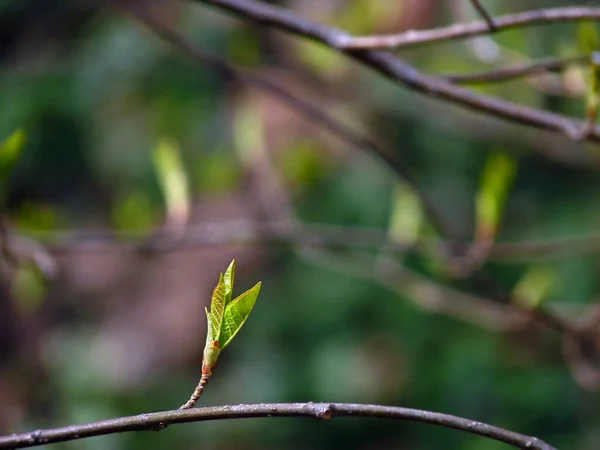 Bir Ağaç Dalında Yeşil Yapraklar — Stok fotoğraf