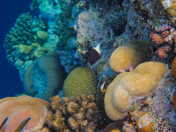 Кораловий Риф Червоному Морі Ізраїль — стокове фото