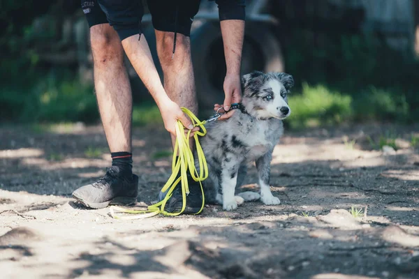 Yolda Tasmalı Bir Köpek Yavrusu — Stok fotoğraf