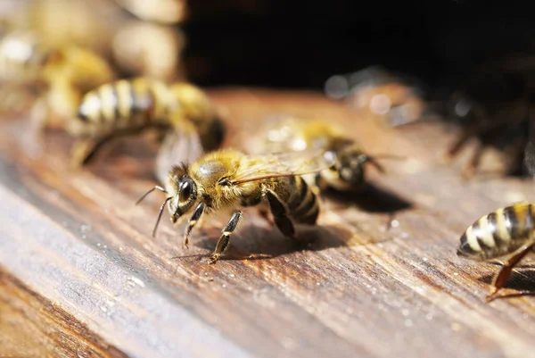 Mézelő Méh Egy Méhsejt — Stock Fotó