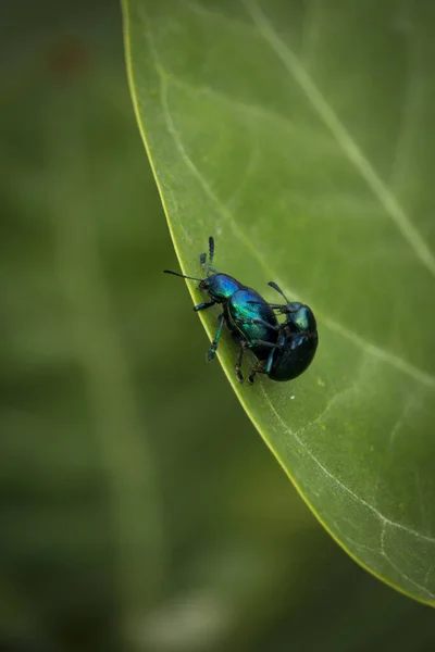 Közeli Ból Bug Wild Nature — Stock Fotó