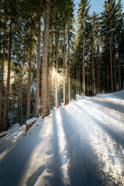 Winterbos Sneeuw — Stockfoto