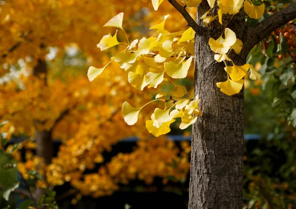 Gelbe Blätter Herbst Schönes Buntes Laub Natürlicher Hintergrund — Stockfoto