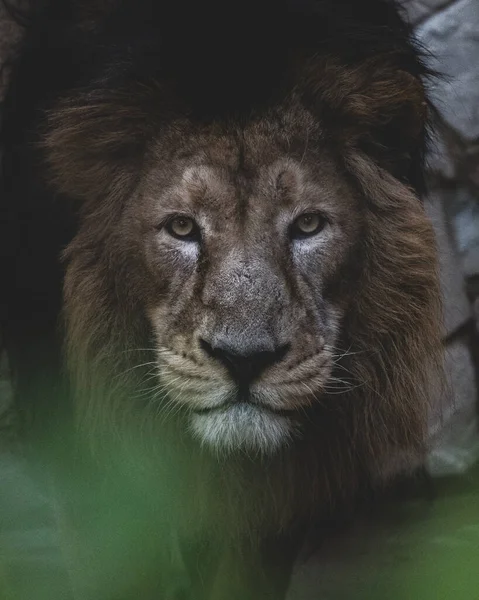 Nahaufnahme Eines Männlichen Löwen — Stockfoto