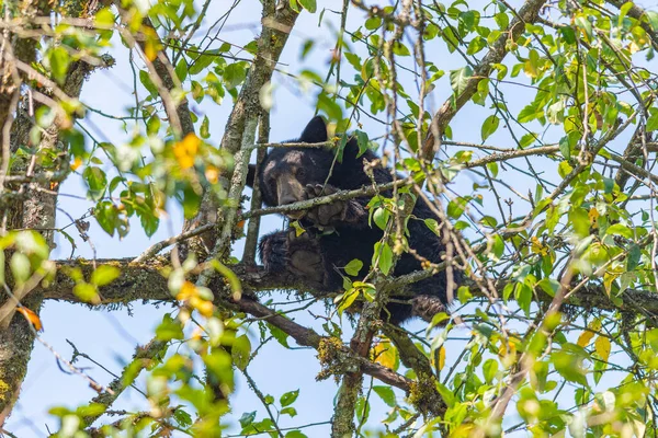 Ein Vogel Sitzt Auf Einem Ast — Stockfoto