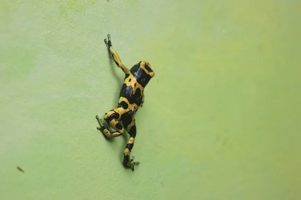 배경에 초록색 노란색 개구리의 — 스톡 사진