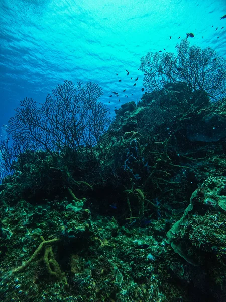 Cena Subaquática Com Peixes Tropicais Mar Azul — Fotografia de Stock