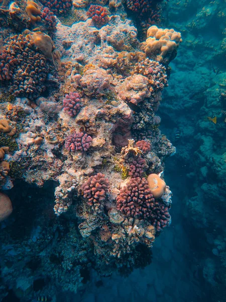 Кораловий Риф Прекрасному Морі Морському Світі — стокове фото