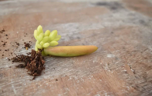 Musgo Verde Sobre Fondo Madera —  Fotos de Stock