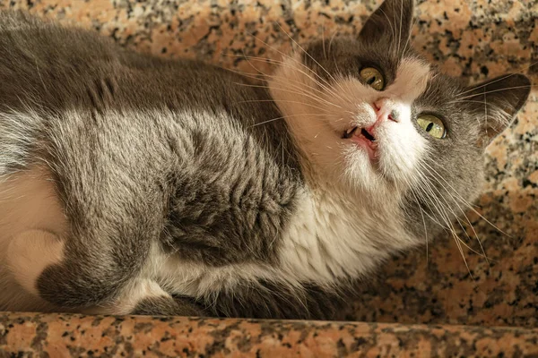 Gato Acostado Suelo —  Fotos de Stock