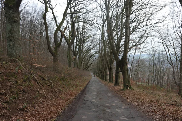 Foresta Autunnale Campagna — Foto Stock