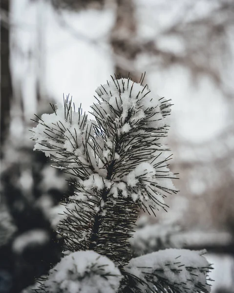 Wunderschöne Winterlandschaft Mit Schneebedeckten Bäumen — Stockfoto