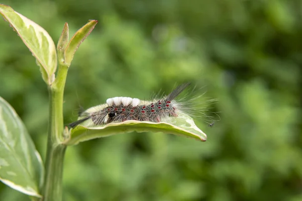 Close Van Een Mooie Vlinder — Stockfoto