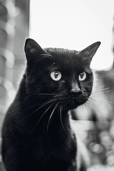 Schwarz Weiße Katze Mit Einem Schönen Gesicht — Stockfoto