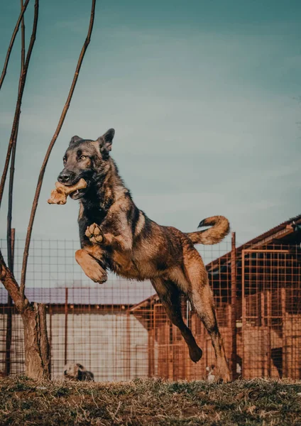 Şehirde Köpek Var — Stok fotoğraf