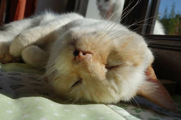귀여운 고양이가 침대에서 — 스톡 사진