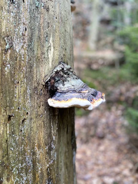 Nahaufnahme Eines Pilzes Wald — Stockfoto