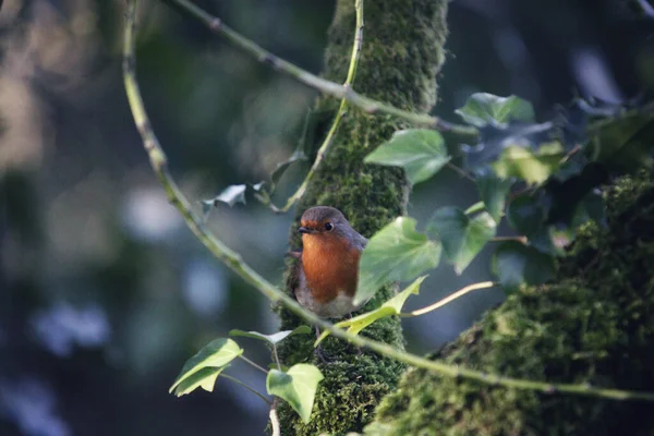 木の枝に鳥がいて — ストック写真