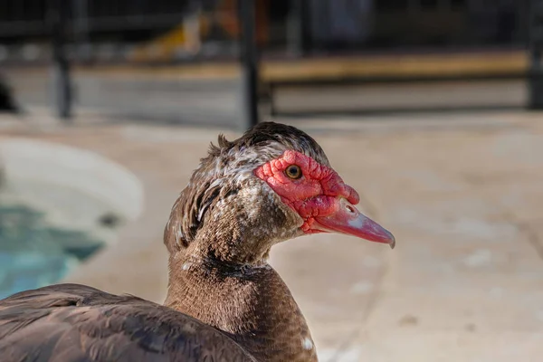 Krásný Pták Zobákem Farmě — Stock fotografie