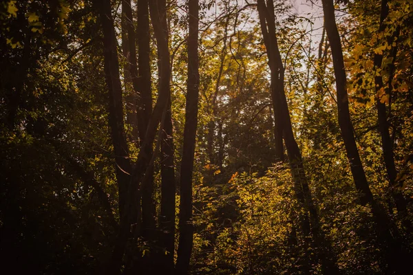 美丽的秋天森林 有树木和树叶 — 图库照片