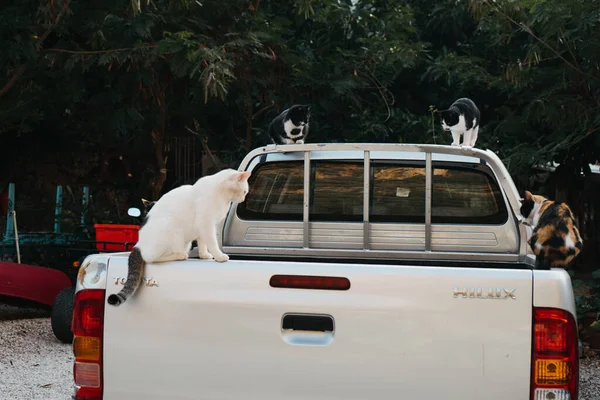 Кошка Машине Парке — стоковое фото