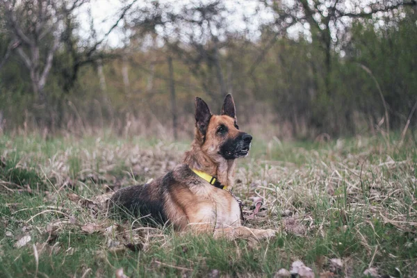 Chien Berger Allemand Dans Forêt Automne — Photo