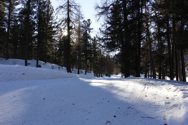 Paysage Hivernal Avec Arbres Enneigés — Photo