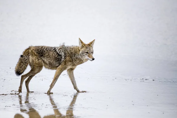 Een Close Shot Van Een Wolf Sneeuw — Stockfoto