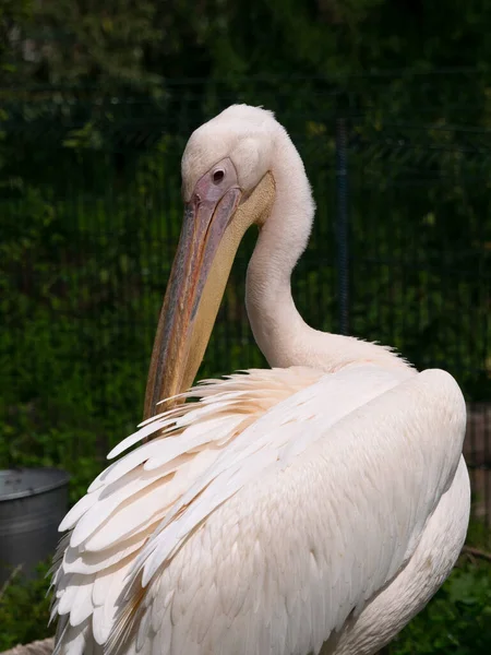 Pélican Blanc Dans Zoo — Photo