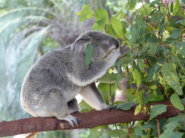 Koala Sentado Ramo Árvore — Fotografia de Stock