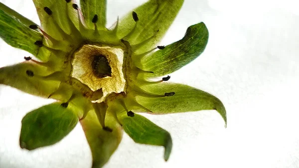 Arkaplanda Yeşil Bitki Kapat — Stok fotoğraf